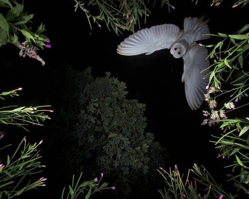 art-tension: Roy Rimmer Amateur photographer captures stunning night-time shot of an owl on Flickr R
