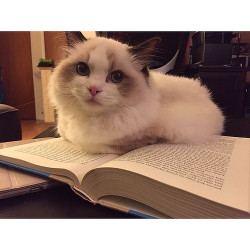 kittensoftheworld:Why hello good evening tonight’s book circle comprises of naps and meows any objections?