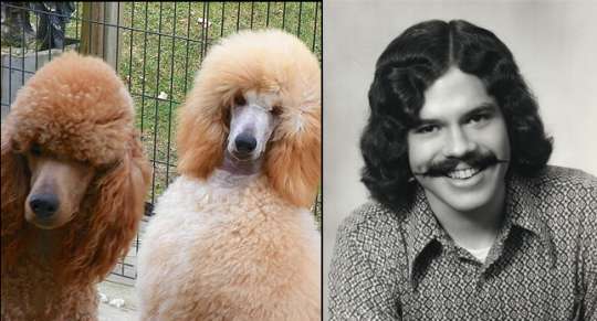 luxtempestas: luxtempestas: poodles are usually anthropomorphized to be froufrou ladies but i always see them as a miscellaneously european man from the 1970s they will give you directions to the best discotheque you’ve ever seen 