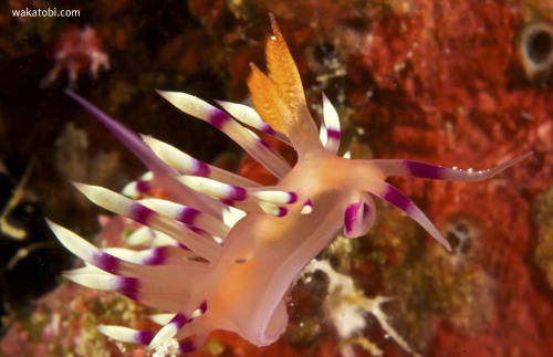 Some species of nudibranchs like this pretty little Cuthona are biological burglars; they will borro