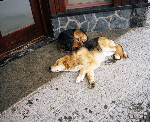 tripppmag: Photographer Dave Kent captures the street dogs of Patagonia as he trips across the South