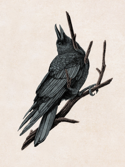 JOHN STORTZ (b. 1988)Wild Abandon / KeepEm Coming / Absence / Spring Fauns / Major Minor / Corvus