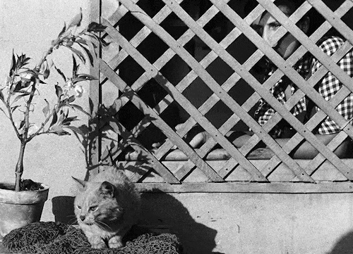 equatorjournal:Cats in La Pointe Courte (1955) dir. Agnès Varda