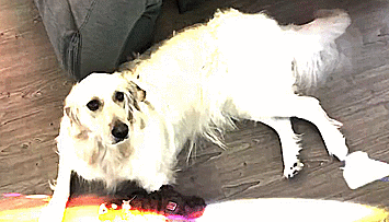 boopymooplier:What a cute pup Chica is