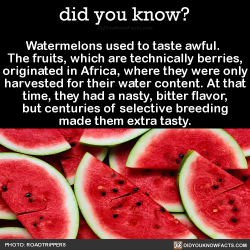 did-you-kno:  Watermelons used to taste awful.  The fruits, which are technically berries, originated in Africa, where they were only harvested for their water content. At that time, they had a nasty, bitter flavor, but centuries of selective breeding