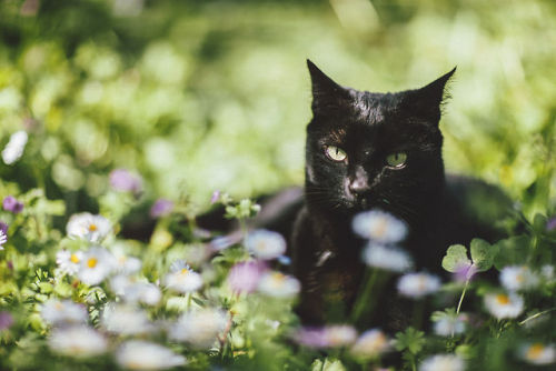 elenamorelli:{ tiny black panther and the spring }-luna, green grass, flowers, dirt, and an olive tr