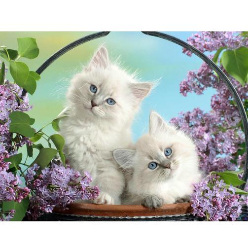 5D Diamond Painting Blumen-Korb-Katze