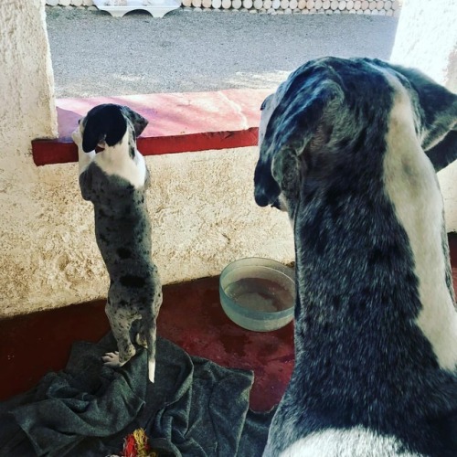 #likefatherlikedaughter #greatdane  www.instagram.com/p/BpssSjlDu_F/?utm_source=ig_tumblr_sh