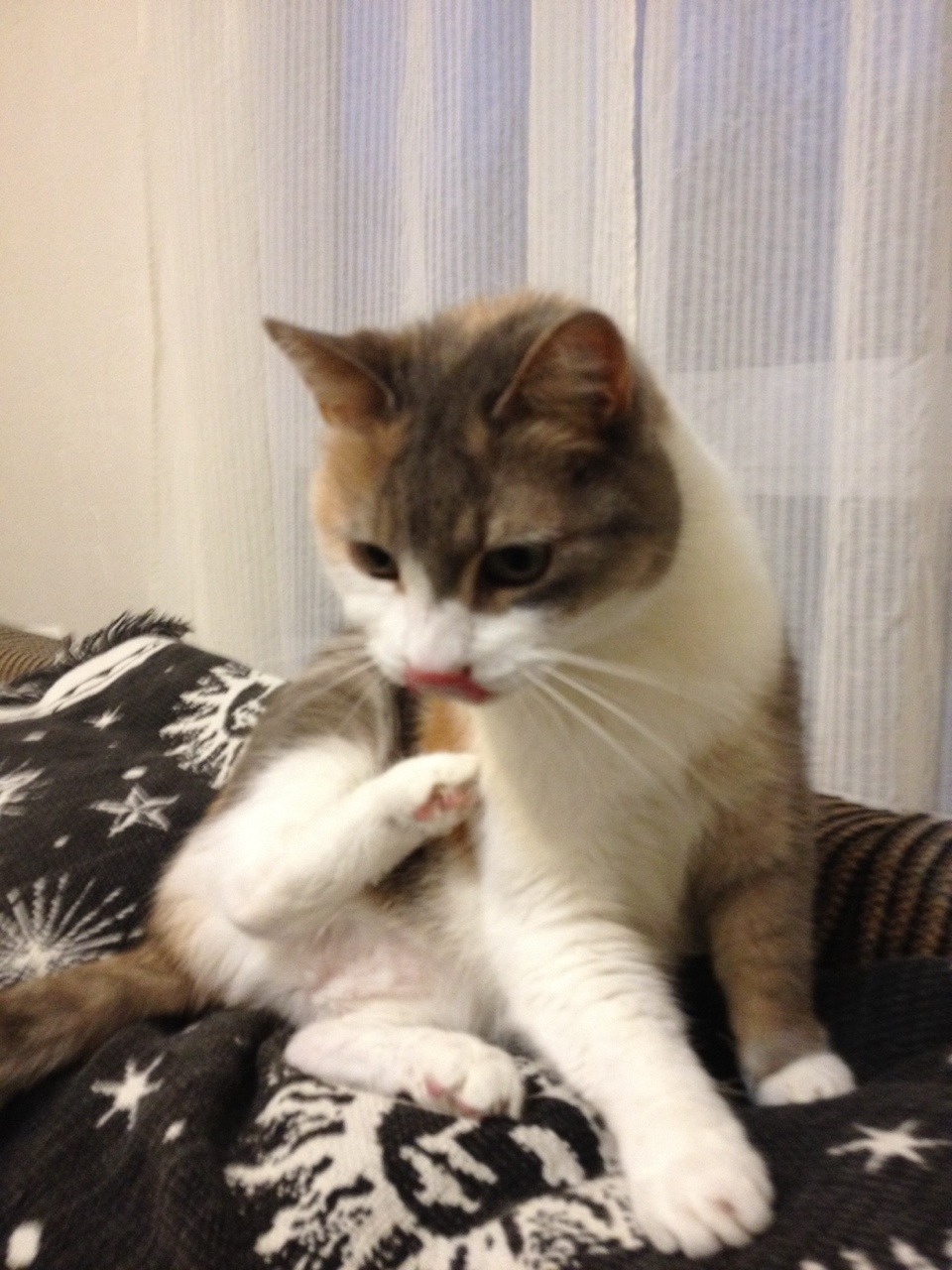 cremisius:a graceful and dignified creature