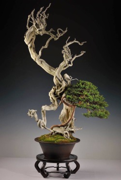 bonsaiempire:  Juniperus Sabina Bonsai by Carlos Van der Vaart, in a pot by John Pitt. Height: 150 cm. 