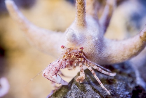 montereybayaquarium:Say hello to my little friends! The staghorn hermit crab rolls with a deep entou