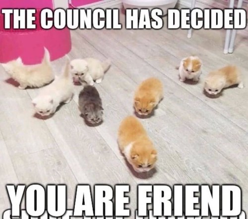 kallistoi:cannibalchicken: [image description: two memes based on photos of groups of kittens. the f