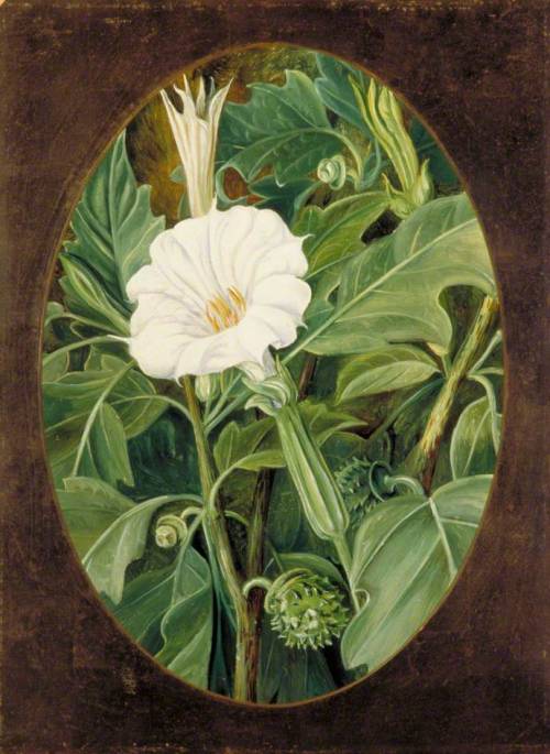 windypoplarsroom:Marianne North“White-Flowered Thorn Apple” (1878)