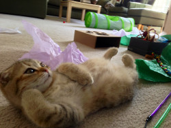 its-a-cat-world:  Draw me like one of your French girls, Jack. 