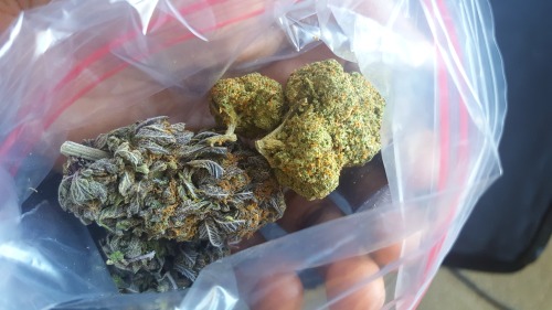 herbmedication: heatedventaliation: My Purple Cookies. I have been looking for this strain so long!!