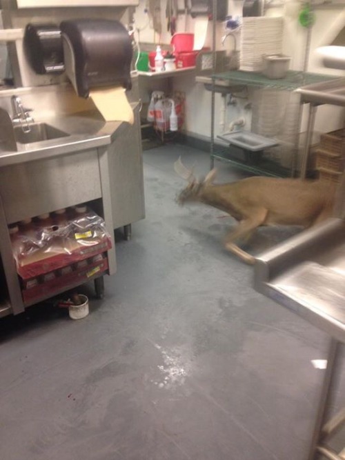 johloc: A DEER BROKE INTO MY TOWN’S APPLEBEE’S