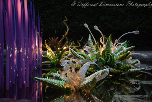 I went to the Biltmore last night to take photos of the Chihuly glasswork they have on display in th