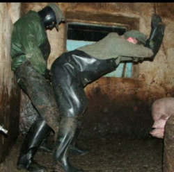 dunlopwellylad:Love getting filthy in s piggery