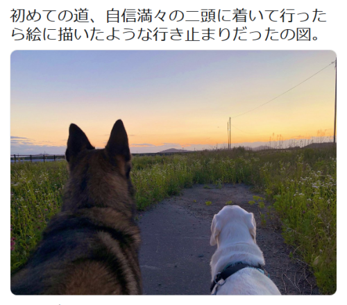 highlandvalley: https://twitter.com/shippo_o_tail/status/1140590879167537152/photo/1