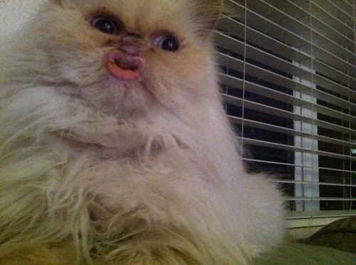 lego-trip:  sherlockhiatus:  missbrostrider:  This fucking photo ruined my life whenever I think about it I burst out laughing I have gotten so many detentions cause of this fucking cat duckface monster  KIssy Kat  that is a fucking ewok 