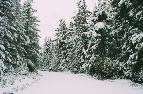 Snowy Walks