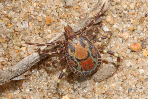 onenicebugperday: Tick, genus Amblyomma, found in MozambiquePhotos by Judy Gallagher The photographe