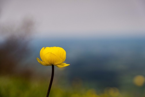 andreasgaertner: Im Mai blühen. Trollblume (Trollius europaeus). Photograph by andreasgtaertner