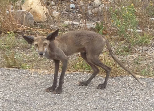  Mangy Canid ComparisonsCoyotes (Canis latrans) stricken with mange, a skin disease caused