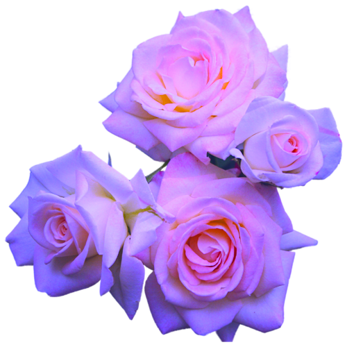 pastel-flowerrs:  ❣