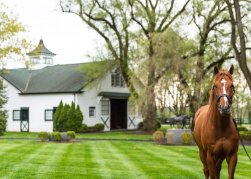 “Breeders’ Cup World Championships Classic Winner VINO ROSSO enjoying his view happy Earth Day