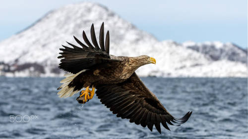 &ldquo;White tailed Sea Eagle&rdquo; by Michael Voss