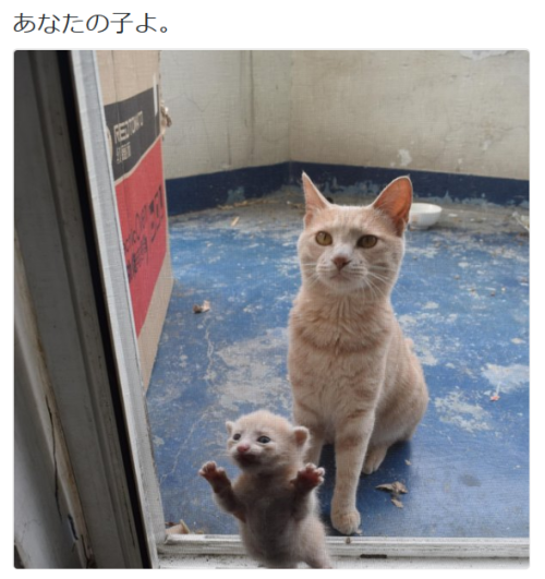 highlandvalley:  ねこやんさんのツイート: “あなたの子よ。 https://t.co/E5n3b105AZ”