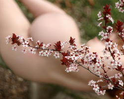 exquisitelyintimate:  ornamental plum in bloom by the mindseye photography 