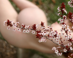 exquisitelyintimate:  ornamental plum in