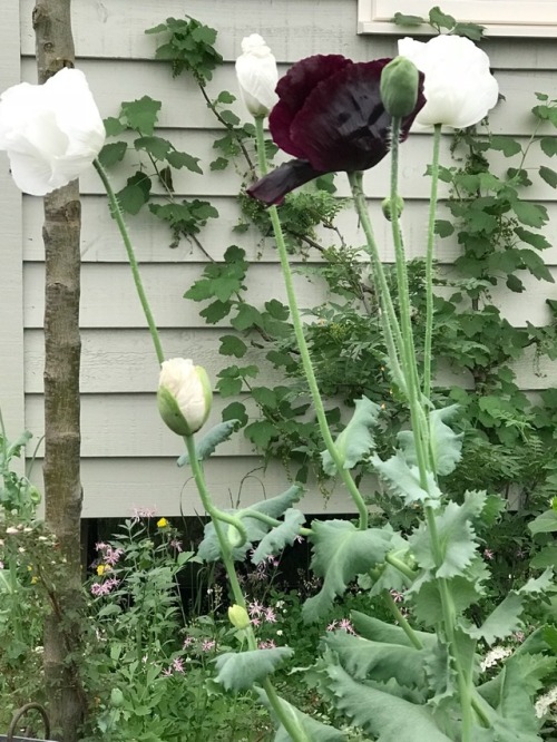 jillraggett:Plant of the Day Tuesday 5 June 2018 The Papaver somniferum (opium poppy) were creating 