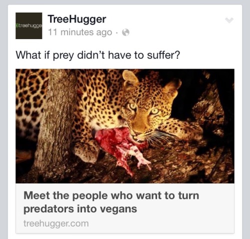 meme-lord-mcgee:
“arlluk:
“there are actual people out there who want to genetically modify carnivores so they no longer eat other animals
im going to fly away from this planet goodbye
”
yeah let’s just fuck up the entire ecosystem because i’m...