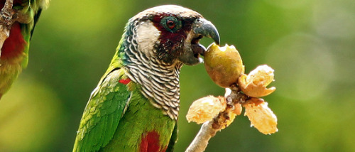 rhamphotheca:GOOD NEWS:New population of Critically Endangered parakeets found in BrazilResearchers 