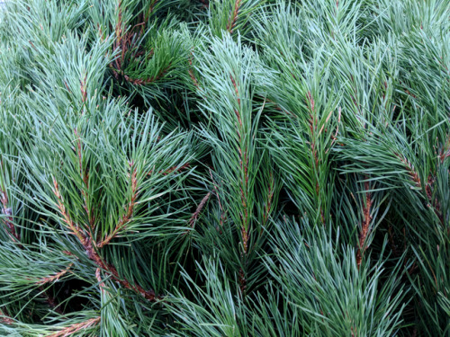 regnum-plantae: Know your festive conifers I mentioned before that I started working in a garden cen