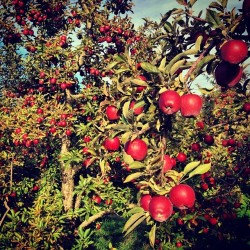 beinhighspirits:  apple picking 🍎 @lindsaypurple