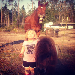 creepicrawlies:  What’s better than great?…. horse photo bombs!  by seanovan12  Lol