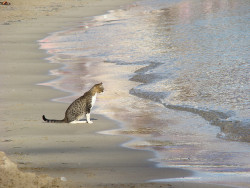 magical-meow:  Looking at the sea by P. León