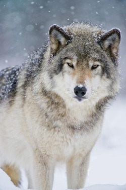 scorpio-with-all-my-soul: artetdeco81:   beautiful-wildlife: Timber Wolf by © Wolves Only ♥   🦂 