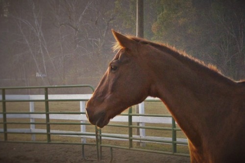 Beefeater’s Joker, 21 year old Quarter Horse gelding