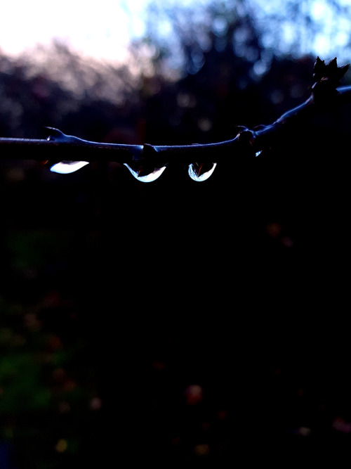 I love suspended raindrops on tree branches! They’re like little rain gems.~~~~(I wish I could draw 