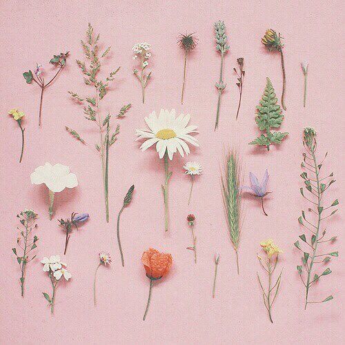 nobody longs for the rosedried up and preservedholding memories few know ofus humanswant the bloomin