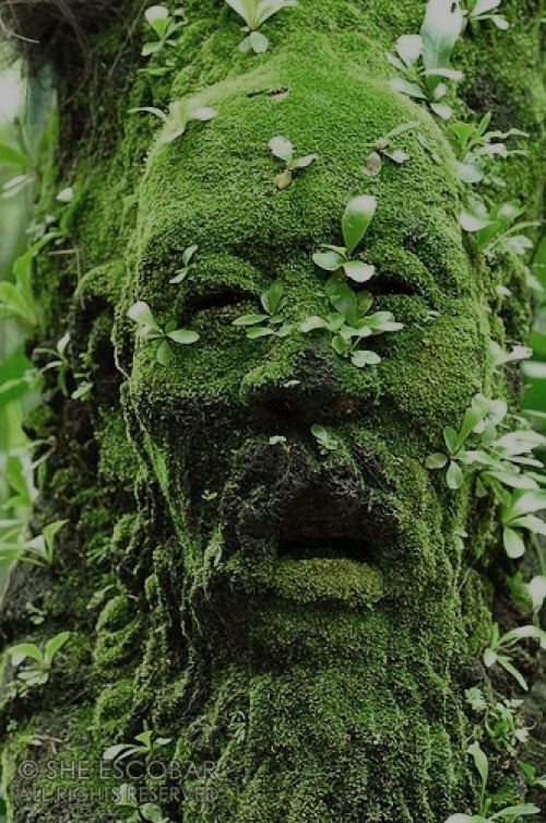 themoonphase:  skeletongarden:  this is so beautiful  ☽ ☼ the earth has music