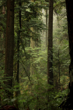 wanderthewood:  West Vancouver, British Columbia, Canada by Queenie-v 