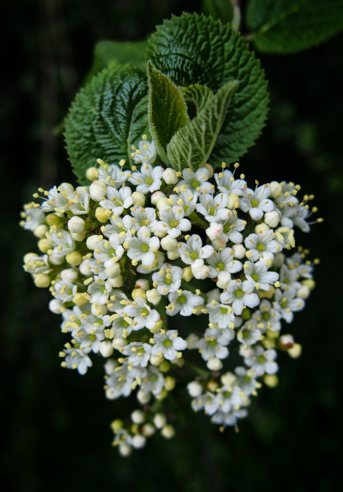 philopenshaw:flowering (may 2016)