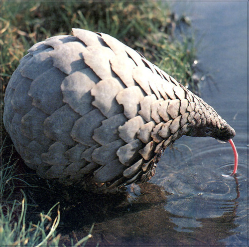 hofferman:androphilia:Manis Giganteawhy is that artichoke drinking water