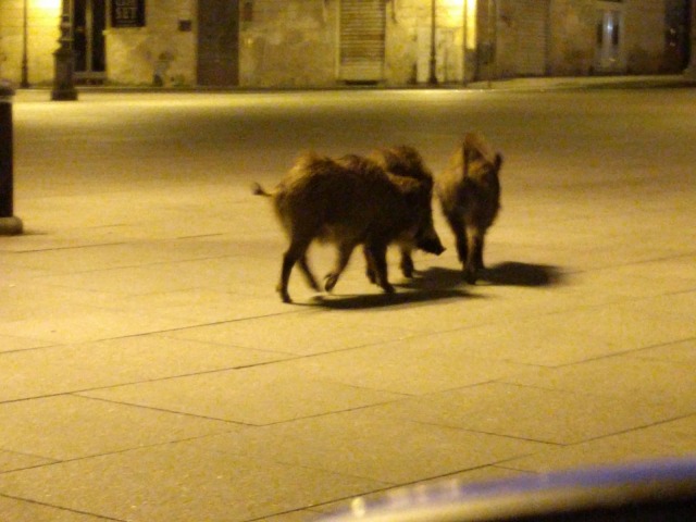 dopo-magari-lo-cambio:taylorswifh:third day of italian quarantine: everything is closed, everyone is at home and so… WILD BOARS ARE IN MY TOWN WITH THEIR BABIES!!!! i’m laughing so hard In my hometown a random horse appears.